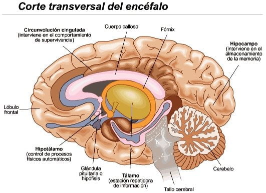 Observar-Organizar-Decidir- Actuar OODA: el iter hacia la reacción