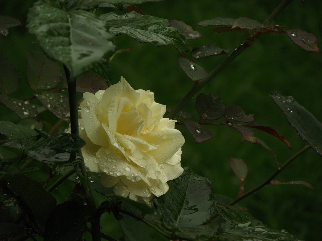 Trece (catorce) rosas para no caer en el olvido 5 Trece (catorce) rosas para no caer en el olvido