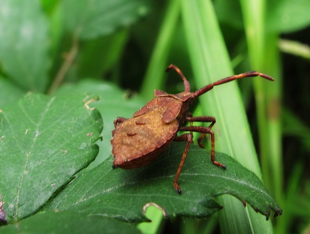 Entomología Forense: lo que los insectos tienen que contarnos
