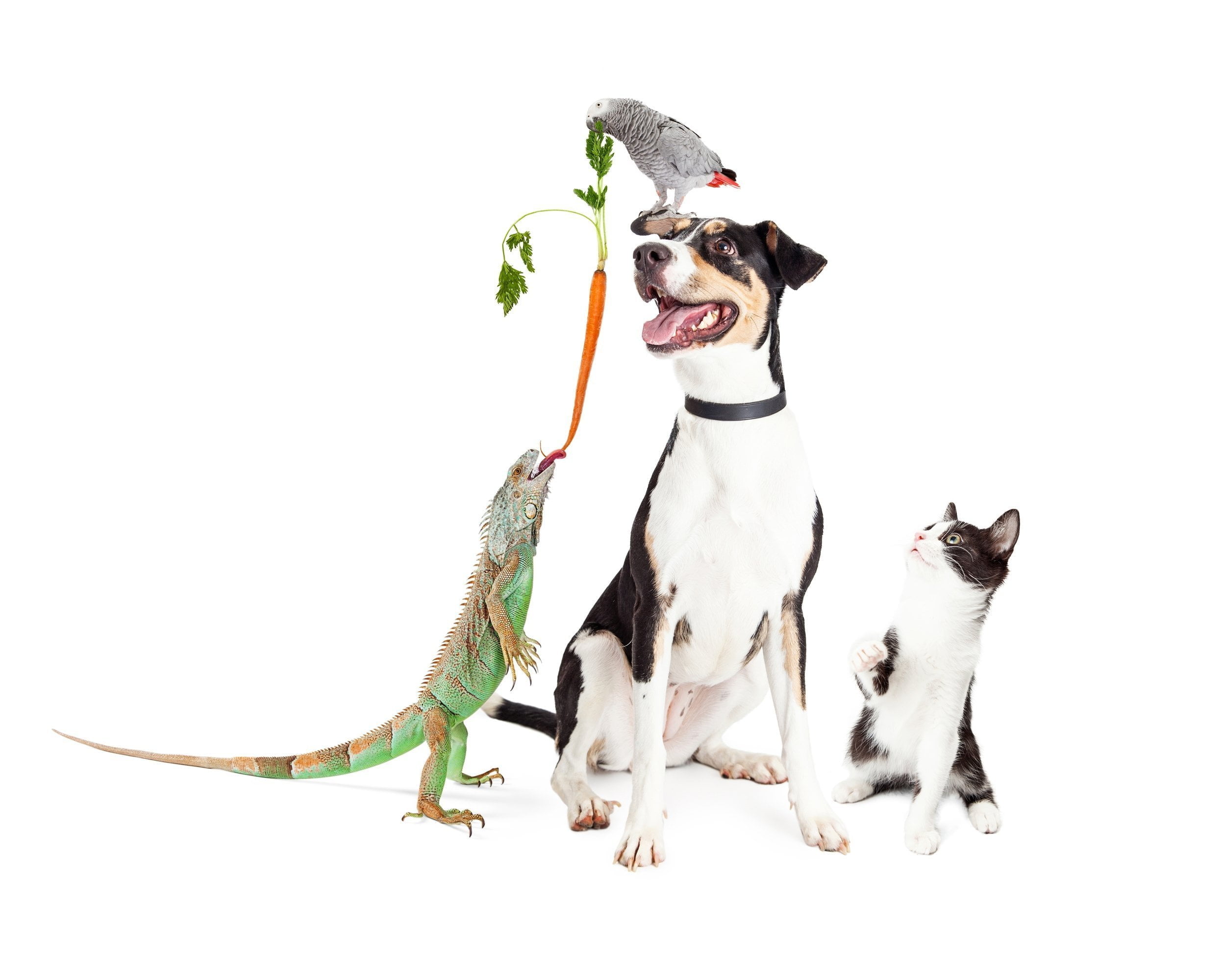 El entusiasmo del perro, la oportunidad del felino, el exotismo de la iguana